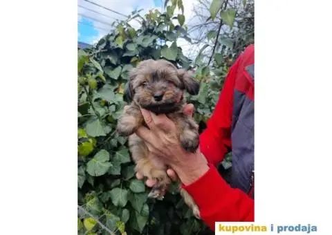 Havanski Bišon štenci - 3/10