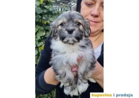 Havanski Bišon štenci - 4/10