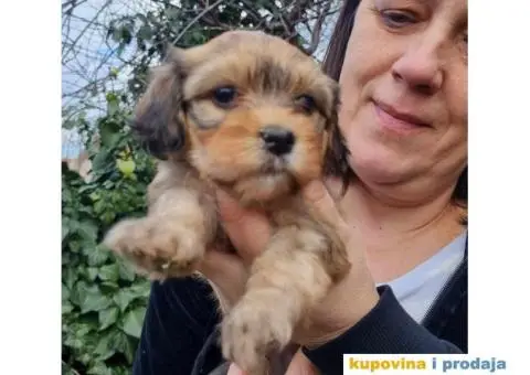 Havanski Bišon štenci - 5/10