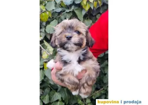 Havanski Bišon štenci - 6/10