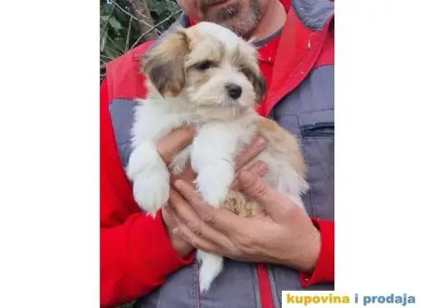 Havanski Bišon štenci - 7/10