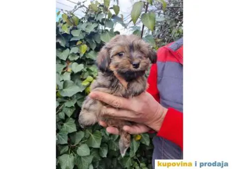 Havanski Bišon štenci - 9/10