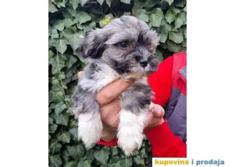 Havanski Bišon štenci - 10/10