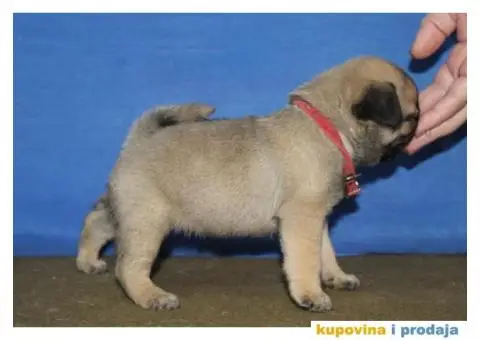 Mops PRELEPI štenci - 1/6