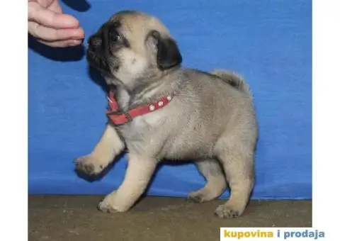 Mops PRELEPI štenci - 2/6