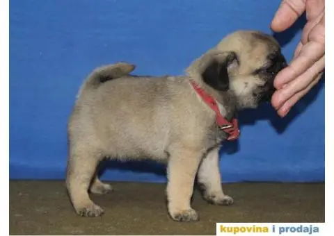 Mops PRELEPI štenci - 3/6