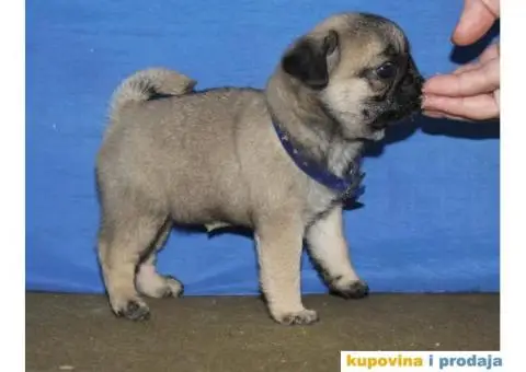 Mops PRELEPI štenci - 4/6