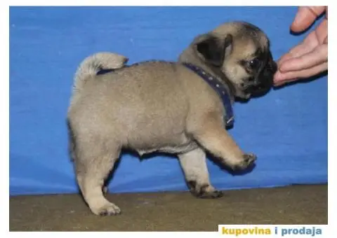 Mops PRELEPI štenci - 5/6