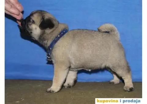 Mops PRELEPI štenci - 6/6