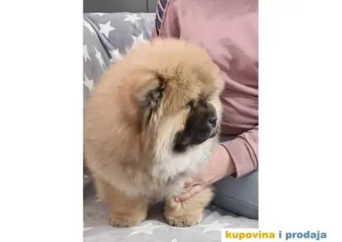 Stenci CHOW CHOW 3 meseca stari - 1/11