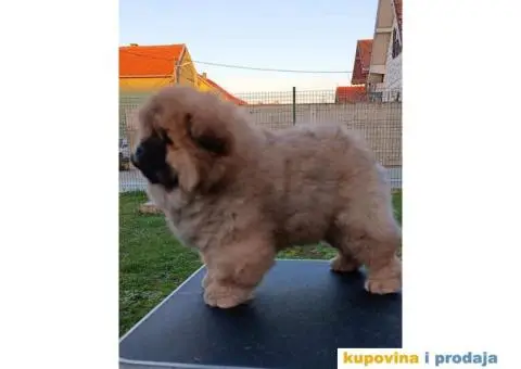 Stenci CHOW CHOW 3 meseca stari - 2/11