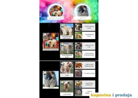 Stenci CHOW CHOW 3 meseca stari - 3/11