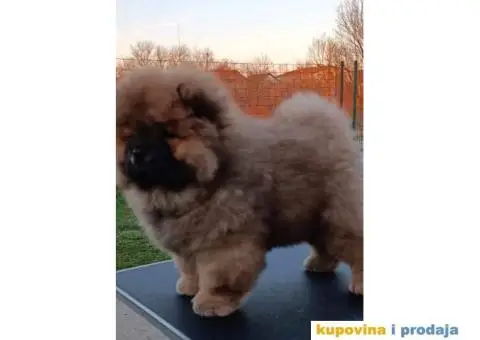Stenci CHOW CHOW 3 meseca stari - 4/11