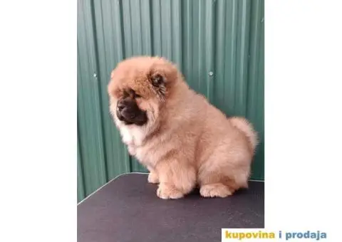 Stenci CHOW CHOW 3 meseca stari - 5/11