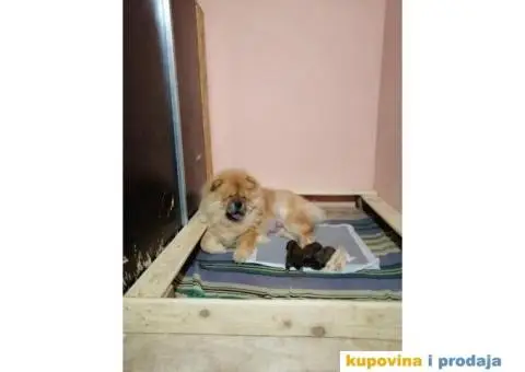 Stenci CHOW CHOW 3 meseca stari - 7/11