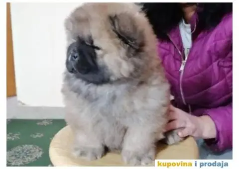 Stenci CHOW CHOW 3 meseca stari - 8/11