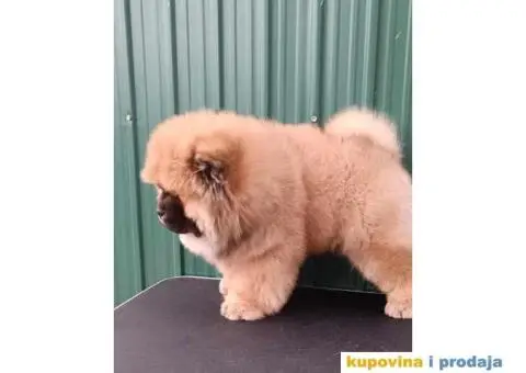 Stenci CHOW CHOW 3 meseca stari - 9/11