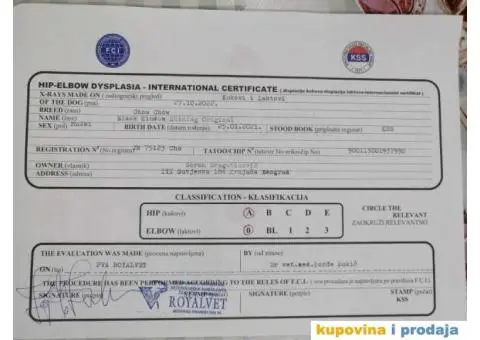 Stenci CHOW CHOW 3 meseca stari - 10/11