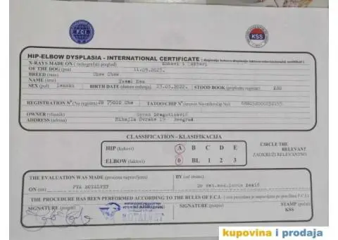 Stenci CHOW CHOW 3 meseca stari - 11/11