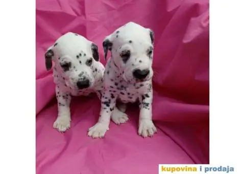 Dalmatineri rezervacija