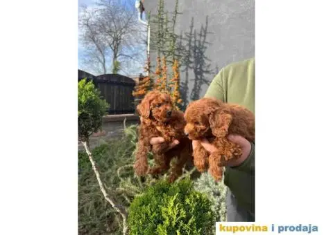 Toy pudle crvene dečaci i devojčice - 1/8