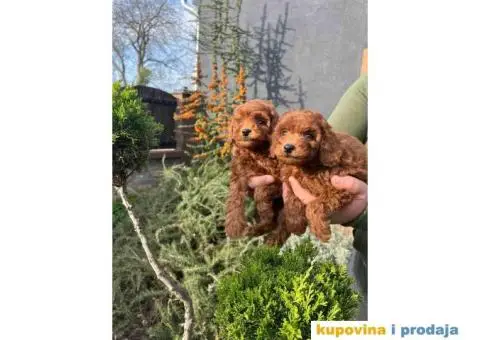 Toy pudle crvene dečaci i devojčice - 2/8