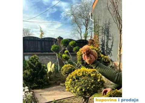 Toy pudle crvene dečaci i devojčice - 3/8