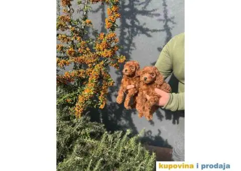 Toy pudle crvene dečaci i devojčice - 5/8