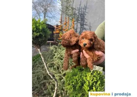 Toy pudle crvene dečaci i devojčice - 6/8