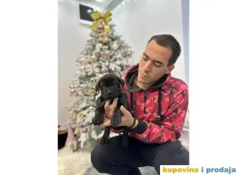 Presa Canario štenci - 2/9