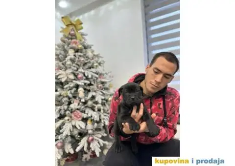 Presa Canario štenci - 3/9