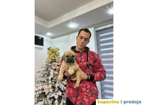 Presa Canario štenci - 4/9