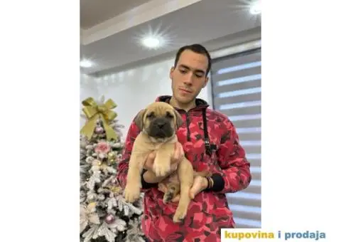 Presa Canario štenci - 5/9