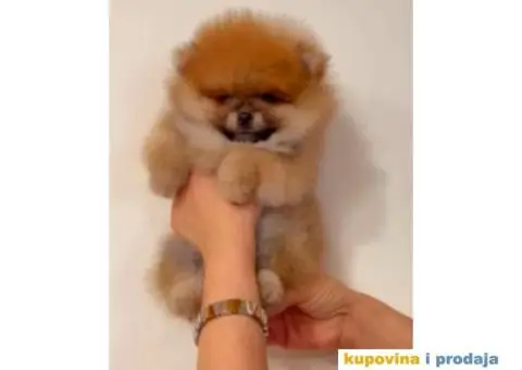 Pomeranac BOO medvedići, Pomeranski Špic štenci - 1/3