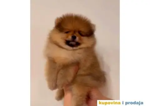 Pomeranac BOO medvedići, Pomeranski Špic štenci - 2/3