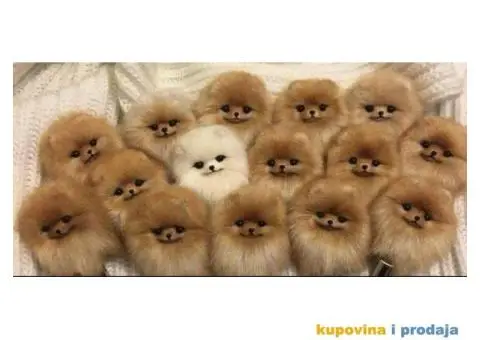 Pomeranac BOO medvedići, Pomeranski Špic štenci - 3/3