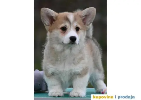 Velski korgi/Welsh Corgi Pembroke - 1/5