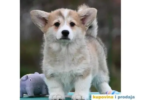 Velski korgi/Welsh Corgi Pembroke - 2/5