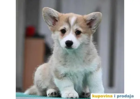 Velski korgi/Welsh Corgi Pembroke - 3/5