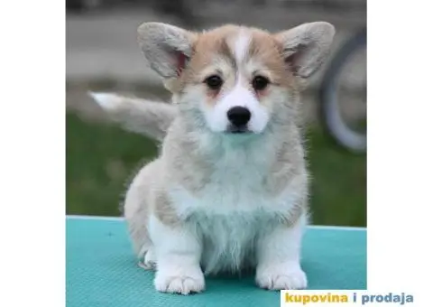 Velski korgi/Welsh Corgi Pembroke - 4/5