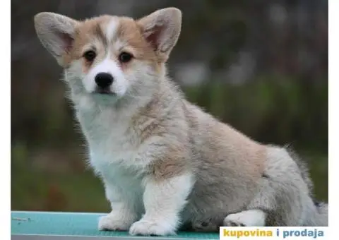 Velski korgi/Welsh Corgi Pembroke - 5/5