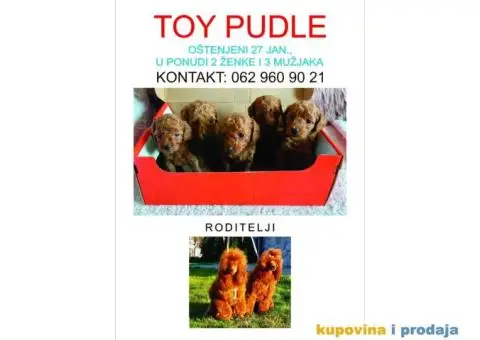 Na prodaju crvene Toy Pudle - 1/6