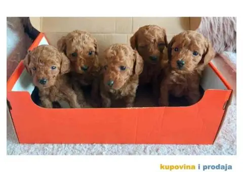 Na prodaju crvene Toy Pudle - 2/6