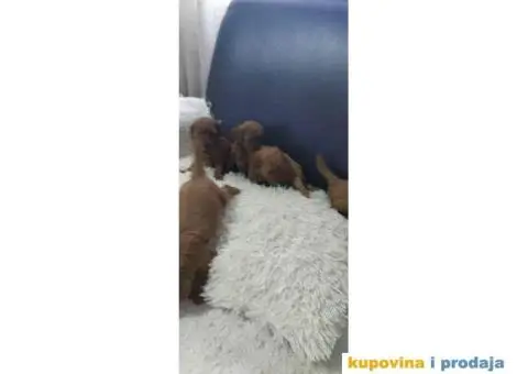 Na prodaju crvene Toy Pudle - 3/6