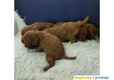 Na prodaju crvene Toy Pudle - 4/6