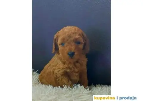 Na prodaju crvene Toy Pudle - 5/6