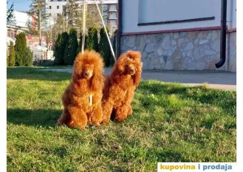 Na prodaju crvene Toy Pudle - 6/6