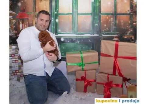 Teacup mužjak crvene pudlice - 1/4