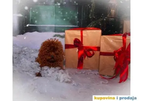 Teacup mužjak crvene pudlice - 2/4