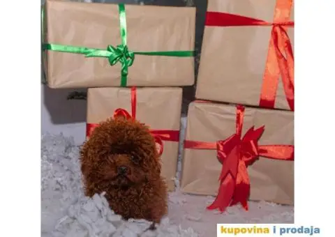 Teacup mužjak crvene pudlice - 3/4